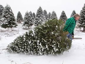 Ideal Plantations owner Christian Morin with a balsam fir tree. Visiting a tree farm to choose, cut and haul your own tree can be part of the real Christmas tree experience.