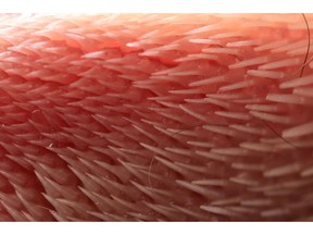 This undated photo provided by Georgia Tech in November 2018 shows the surface of a cat's tongue.