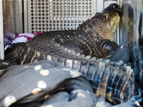 A 6-foot-long, 150-pound alligator is seen Wednesday, Nov. 7, 2018. The alligator, named Catfish, was found in a hot tub by a landlord evicting a tenant in Kansas City, Mo. The tenant, Sean Casey, described the alligator, named Catfish, as "gentle as a puppy." The alligator was removed by animal control workers, and will be temporarily housed at the Monkey Island Rescue and Sanctuary in nearby Greenwood. (Tammy Ljungblad/The Kansas City Star via AP) ORG XMIT: MOKAS321