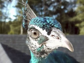 This undated photo taken from video provided by Rene Johnson, shows the peacock known as Pea. The bird belonging to Rene and Brian Johnson in Springfield, Vt., has been missing for six weeks since it ran off with a flock of turkeys. On Wednesday, Nov. 21, 2018 the Johnson's posted a message on the Vermont Fish and Wildlife Facebook page: "My peacock has run off with the turkeys. Do you have any suggestions on how to catch the little twerp?" (Rene Johnson via AP) ORG XMIT: BX101