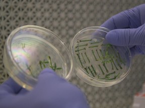 Fred Gmitter, a geneticist at the University of Florida Citrus Research and Education Center, holds citrus seedlings that are used for gene editing research at the University of Florida in Lake Alfred, Fla., on Sept. 27, 2018. Gene-editing tools, with names like CRISPR and TALEN, promise to alter foods precisely, and cheaply _ without necessarily adding foreign DNA. Instead, they act like molecular scissors to alter the letters of an organism's own genetic alphabet.