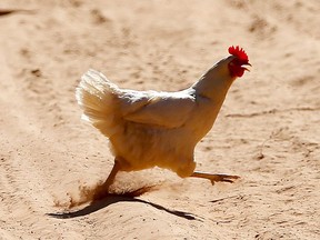 UNSPECIFIED, ARGENTINA - JANUARY 03:  A chicken crosses the track during stage two of the 2017 Dakar Rally between Resistencia and San Miguel de Tucuman on January 3, 2017 at an unspecified location in Argentina.