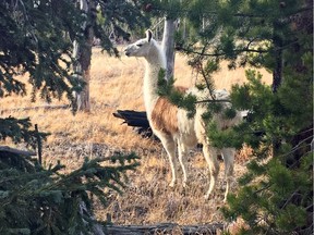 This Sunday, Oct. 28, 2018 photo shows Ike, a pack llama that escaped from a guided hike in Yellowstone National Park in August, seen southwest of Yellowstone Lake. He was captured Sunday by Susi Huelsmeyer-Sinay with Yellowstone Llamas in Bozeman, Mont. She said she feared the llama would not survive the winter in the park. (Susi Huelsmeyer-Sinay via AP) ORG XMIT: LA506