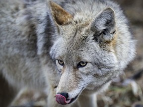 Montrealers, particularly in the Ahuntsic–Cartierville borough, which has had the highest number of issues, have reason to be alarmed about coyotes.