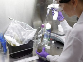 Technical assistant Eliska Didyk transfers human fecal matter solution into a bottle in an OpenBiome laboratory, in Medford, Mass., on June 19, 2014. Stool transplants have turned out to be a veritable home run in the treatment of recurrent C. difficile infections. At least one study found fecal transplants more effective than probiotics at re-establishing proper gut bacteria, but don't try this at home, Joe Schwarcz says.