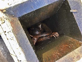 This photo provided by the Alameda County Sheriff's Office shows a man who was possibly trying to burglarize an abandoned Chinese restaurant in San Lorenzo, Calif., trapped in a grease vent before he was rescued Wednesday, Dec. 12, 2018.