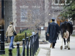 In this Thursday, Dec. 13, 2018 photo, senior animal sciences major Massimo Montalbano, and Amelia, a three year old cow, right, walk on the campus of University of Missouri in Columbia, Mo. Montalbano, brought towering dairy cow to join his commencement photo shoot. Montalbano worked with cattle throughout his undergraduate studies with the university's Foremost Dairy Research Center. (Liv Paggiarino/Missourian via AP) ORG XMIT: MOCOM201