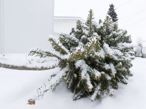 A discarded Christmas tree.