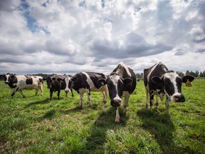 Dairy cows walk in a pasture at Nicomekl Farms, in Surrey on Thursday August 30, 2018. New research from the University of British Columbia suggests dairy cows show personality traits like pessimism and optimism from a young age and their inherent outlook can predict their ability to cope with stress.