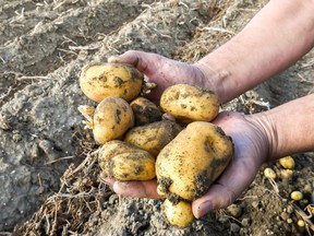 The bad growing season destroyed four-and-a-half per cent of the national potato crop — typically 10 billion pounds — with Prince Edward Island and Manitoba impacted the worst.