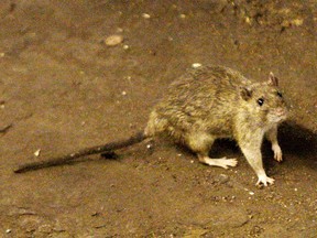 FILE- In this June 15, 2010 file photo, a rat wanders the subway tracks at Union Square in New York. The New York City Council is considering a proposal to create an emergency rat mitigation program for superstorm Sandy-impacted neighborhoods. But some experts aren't so sure that Sandy's supposed rat surge is for real.