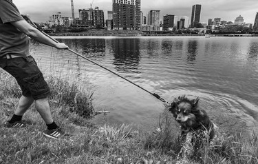 I frequently cycle along the Lachine Canal, which gives me an opportunity to scout photo-op locations. I chanced across this little guy cooling off in the Peel Basin.