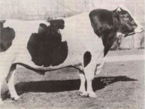 The original ‘Old Joe’ story dates back to the 1920s when the prize-winning Holstein bull was used for breeding in Hudson.