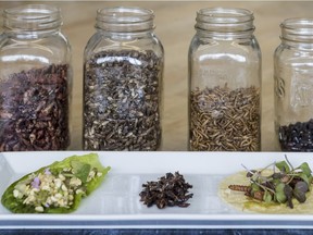 Jars of roasted insects, from left: crickets, or grillos, from Oaxaca; grasshoppers from Ontario; mealworm from Frelighsburg, QC; Cicatana, or giant ants, from Mexico. Plate features, from left: escamomles, or ant eggs, also known as Mexican caviar, mixed with the prickly pear fruit of the Nopal cactus, on a lettuce leaf; grasshoppers roasted with maple syrup, then dusted with hibiscus and beetroot salt; chinicuiles, red maguey worms on a corn tortilla spread with avocado. These dishes were prepared for a series of events during an edible bugs week held in May 2018, organized by José-Carlos Redon, a sustainable insect farmer in Mexico, and Maurin Arellano, owner of Maurin Cuisine in Montreal.