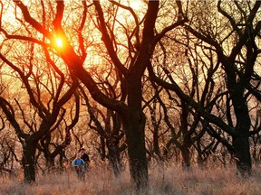 Almond trees bloom in Hustopece, Czech Republic. Almonds are the seeds of the almond fruit and have evolved an effective mechanism to deter predators that choose to dine on them, Joe Schwarcz explains.