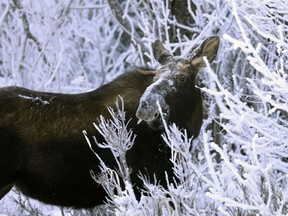 In this Sunday, Jan. 6, 2019 photo a young bull moose with snow on its face feeds on twigs in Anchorage, Alaska. Temperatures on Sunday dipped slightly below zero in Alaska's largest city.