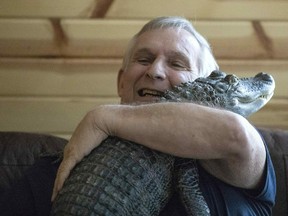 Joie Henney, 65, hugs his emotional support alligator named Wally inside their home in York Haven, Pa. on Tuesday, Jan. 22, 2019.  Henney said he received approval from his doctor to use Wally as his emotional support animal after not wanting to go on medication for depression. (Heather Khalifa/The Philadelphia Inquirer via AP) ORG XMIT: PAPHQ101