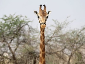 A giraffe stands during the Al Ain Safari tour in Al Ain, United Arab Emirates.