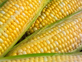 According to Dietitians of Canada, the four main genetically modified crops grown in Canada include corn, soybean and sugar beet.