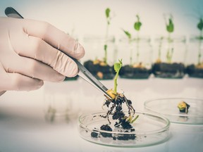 Scientist testing GMO plant in laboratory - biotechnology and GMO concept
