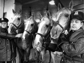 Constables Paul Emile Pelletier (left) and George Ouellette hold onto Prince, Sunny, Matinee, and Tempete, four police palominos. On Jan. 7, 1976, we reported a decision by the MUC public security council to destroy the horses as a cost-cutting measure was vehemently opposed by the Montreal Police Brotherhood and provoked a public backlash. A similar photo ran with the story.