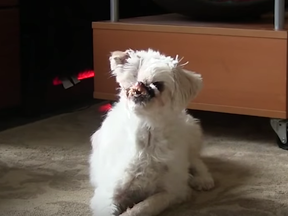 Screen shot from Canadian Press video about puppy disfigured by acid.