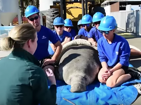 Screen grab from Associated Press video about manatee being rescued.