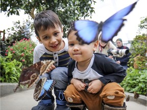Lohan, left, and Miro Croisetière watch as owl butterlies fly around them during preview of the Butterflies Go Free event at Botanical Garden in Montreal on Wednesday, Feb. 27, 2019.