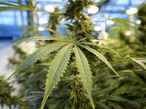 A plant grows in the Hexo Corp cannabis greenhouses in Gatineau Quebec on Thursday October 11, 2018.