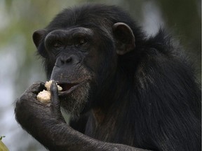 A chimpanzee is seen in a new enclosure at the Aurora zoo in Guatemala City on May 24, 2016.  La Aurora Zoo inaugurated Tuesday an enclosure to house a family of six chimpanzees donated by Sweden, reported the park managers. / AFP PHOTO / JOHAN ORDONEZJOHAN ORDONEZ/AFP/Getty Images ORG XMIT: 207