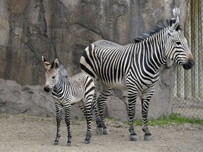 Zebras, apparently, are very attractive to flies.