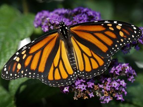 In this Sept. 17, 2018 photo, a monarch butterfly rests on a flower in Urbandale, Iowa.