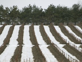 Here in Quebec, our local wine industry is seeing a movement away from cold-climate hybrid grapes to classic vinifera varieties like chardonnay and the pinot family.