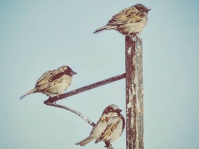 Every day in our weather post, we publish one of your photos of Montreal from Facebook, Twitter and Instagram that are tagged #ThisMtl. Today’s photo from Rosemont–La Petite-Patrie captioned "birds on a winter day" was posted on Instagram by @hervejodoin.