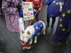 Alba, a white German Shepherd dog, wearing a European flag stands with supporters of Britain remaining in the European Union as they protest opposite the Houses of Parliament in London, Monday, Feb. 4, 2019. Prime Minister Theresa May was gathering pro-Brexit and pro-EU Conservative lawmakers into an "alternative arrangements working group" seeking to break Britain's Brexit deadlock.