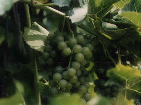 Chardonnay production has undergone a revolution during the past two decades.