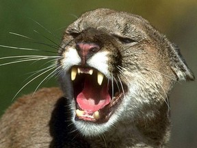 A mountain lion pictured in an undated file photo.
