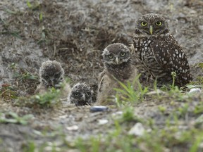 In this May 2, 2012 file photo, a mature burrowing owl and three young chicks sit at the entrance to their nest in Brian Piccalo Park in Pembroke Pines, Fla. Researchers have discovered a group of rare burrowing owls thriving in a nature preserve near Los Angeles International Airport, according to a newspaper report Sunday, Feb. 17, 2019. The 10 burrowing owls are the most seen at LAX Dunes Preserve in 40 years, the Los Angeles Times reported.