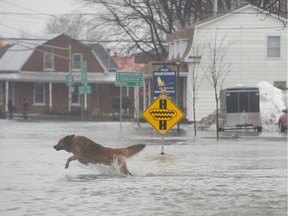MONTREAL, QUE: APRIL 8, 2014 - A dog plays in the flooded street after Melting snow on fields in St. Justine and Rigaud farm fields flood the streets and homes of St. Clet, west of Montreal  in Montreal, on Tuesday, April 8, 2014.