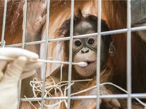 In this undated photo, released Thursday Jan. 31, 2019, by Zoo Basel, zoo keepers routinely take DNA samples from female orangutan cub Padma to determine her paternity at the Basel Zoo. ( Zoo Basel via AP) ORG XMIT: DMSC101