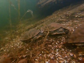 Turtles hibernating under 50 centimetres of ice.