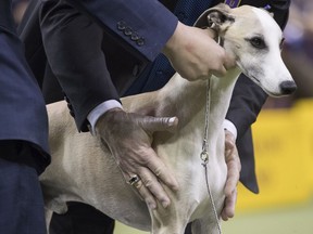 Coming off big wins televised on Thanksgiving Day and New Year’s Day, Whiskey the whippet will now try for dogdom’s Triple Crown starting Monday at the Westminster Kennel Club.