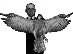 E.D. Armour of N.D.G. holds the goshawk that crashed into his bedroom window on Melrose Ave. in March 1936.