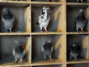 How homing pigeons navigate is still a mystery, but the dominant theory is that they use their sensitivity to the Earth’s magnetic field, Joe Schwarcz says.