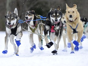 TOPSHOT - The team of New Hampshire Musher Sally Manikian make their way to the finish line during the second annual Blue Mountain Sled Dog and North Country Musher's mid distance Sled Dog Race in Grantham, New Hampshire, February 16, 2019. - Professional and novice mushers came from all over New England and parts of Canada to take party in the 18-mile and 30-mile races that started out at a recreational park in Grantham and headed out around the surrounding areas on snowmobile and cross country skiing trails.  The goal of the race is to raise awareness and educate the public on both dog sledding and snowmobiling. (Photo by Joseph PREZIOSO / AFP)JOSEPH PREZIOSO/AFP/Getty Images ORG XMIT: Blue Moun