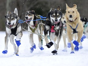 TOPSHOT - The team of New Hampshire Musher Sally Manikian make their way to the finish line during the second annual Blue Mountain Sled Dog and North Country Musher's mid distance Sled Dog Race in Grantham, New Hampshire, February 16, 2019. - Professional and novice mushers came from all over New England and parts of Canada to take party in the 18-mile and 30-mile races that started out at a recreational park in Grantham and headed out around the surrounding areas on snowmobile and cross country skiing trails.  The goal of the race is to raise awareness and educate the public on both dog sledding and snowmobiling.