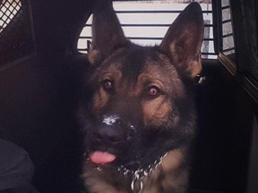 Moose Jaw police dog Argo in 2019.