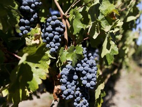 The Chilean wine industry has been undergoing a very positive revolution over the last decade.