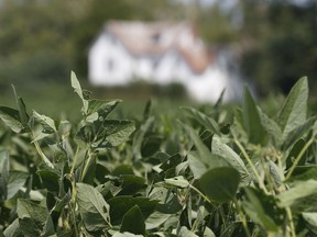 Soybean plants grow in a field in front of a farm house in Locust Hill, Va. "Dicamba cannot be used to control weeds in soybean or cotton fields because these are broadleaf plants that are susceptible to the herbicide. However, genetic engineering has found a solution to this problem," Joe Schwarcz writes.