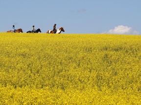 A woman and two young girls ride horses through a canola field near Cremona, Alta., Tuesday, July 16, 2013. Chinese importers have stopped buying Canadian canola seed, according to an industry group.